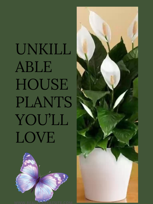 Unkillable House Plants You’ll Love