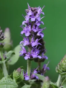 sage (salvia officinalis)