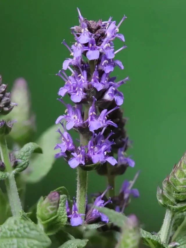 “Essential Herbs: 5 Plants That Boost Your Health and Wellness”