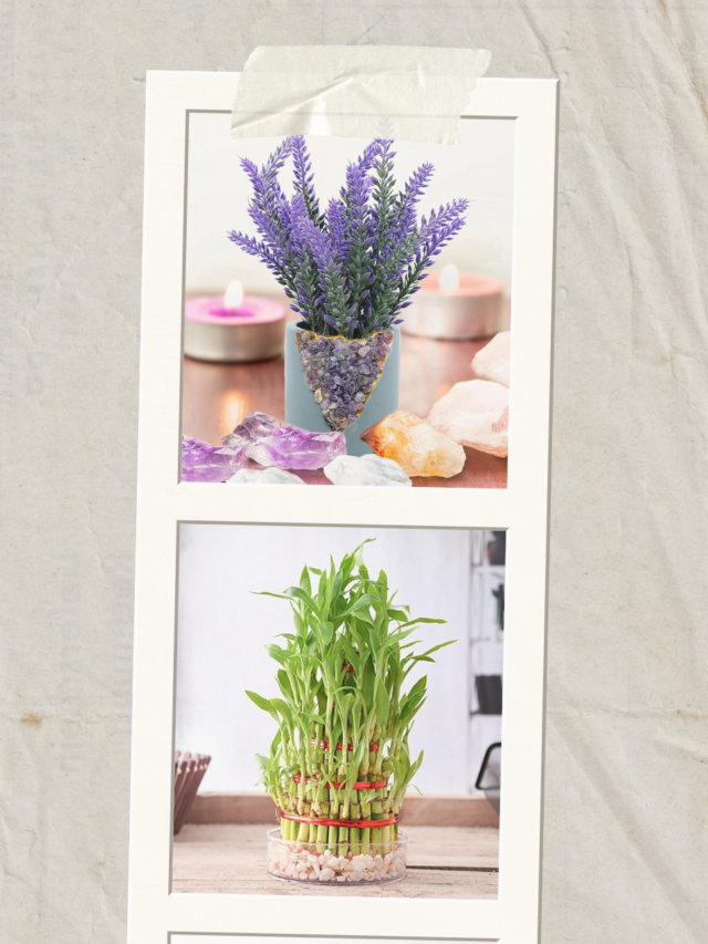 “Transform Your Space: 9 Plants That Attract Positivity”