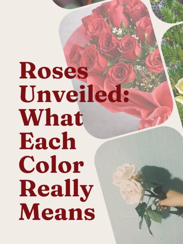 “Roses Unveiled: What Each Color Really Means”