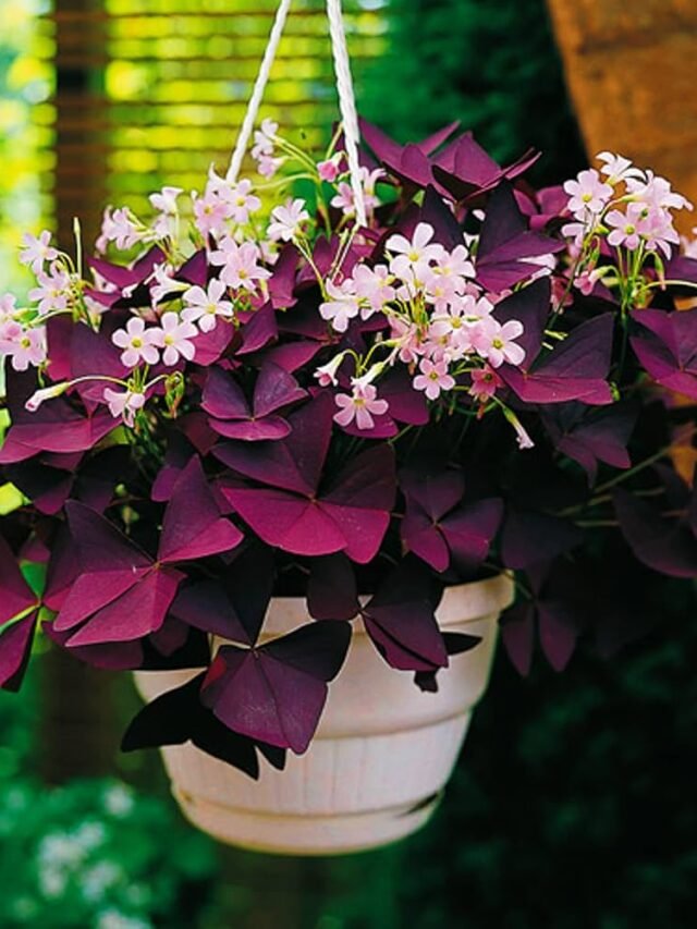 “Low-Care Plants That Aren’t Green: 8 Colorful Options for Your Home”