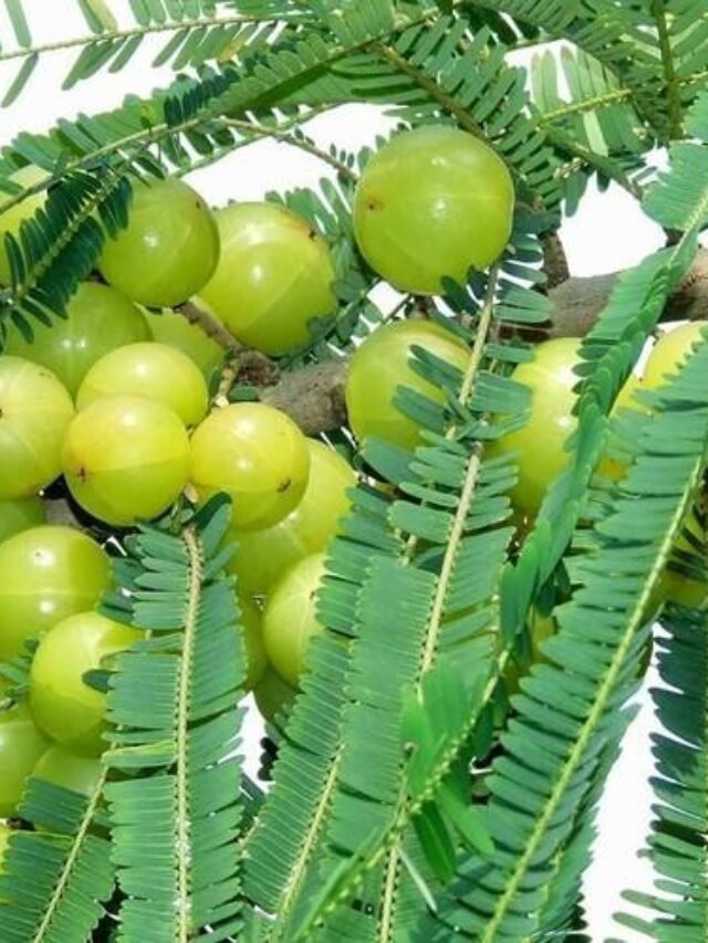 “8 Delicious and Healthy Ways to Enjoy Amla This Winter”