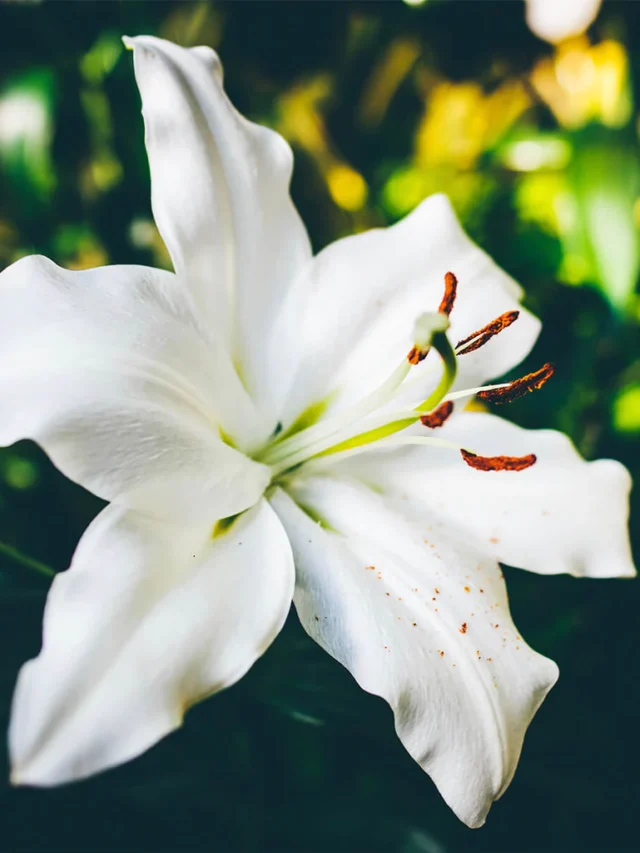 Grow a Stunning Peace Lily at Home Tips to Make It Flower Quickly!